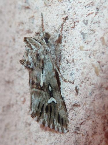 Calophasia lunula